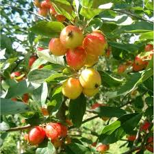Floweirng crabapple trees have showy spring flowers and brightly colored fruit from late summer through fall. Malus John Downie Buy Flowering Fruiting Crab Apple Trees