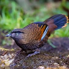 Blue Winged Laughingthrush Trochalopteron Squamatum Bbcwildlife Beautifulbirds Best Birds Of Ig Best Birds Of Wor Beautiful Birds Blue Wings Wildlife