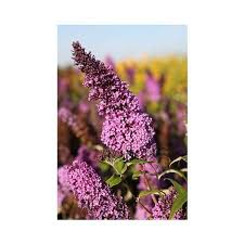 Image result for Buddleja pulchella
