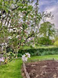 You'll harvest a bit of interesting history around this topic. My Spring Garden And The No Dig Beds My French Country Home