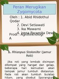 Maybe you would like to learn more about one of these? Peran Merugikan Zygomycota