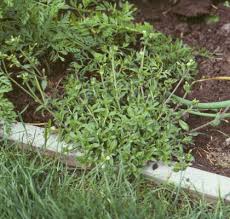 Image result for Stellaria mannii