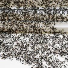 Best motion activated sprinkler 2020. Simple Solutions To Help You Get Rid Of Ants For Good In 2020 Get Rid Of Ants Rid Of Ants Keep Mice Away