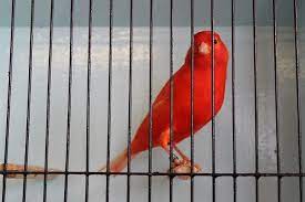 Maybe you would like to learn more about one of these? Ciri Kenari Wortel Dengan Warna Merah Dan Cara Perawatannya