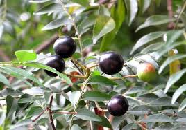 Renew passport malaysia online 2020; Salam Koja Daun Kari Murraya Koenigii L Sprengel Planter And Forester