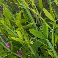 Image result for Oxyanthus latifolius