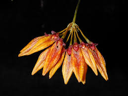 Image result for Tridactyle tricuspis