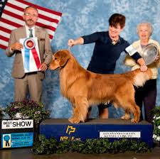 Five years later, the golden retriever was recognized by the american kennel club (akc). Conformation Royal River Retrievers Golden Retriever Puppies In Maine And New England