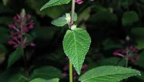 Image result for Stachys didymantha