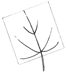 Start the maple leaf drawing by sketching out its basic shape. How To Draw Maple Leaves Easy Leaf Step By Step Drawing Lesson How To Draw Step By Step Drawing Tutorials