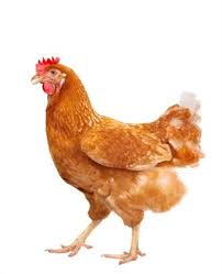 Breakfast, lunch, dinner, late night, snacks Cheap Price Live Chicken Fighting Chicken For Sale Live Goat Horse Bull Cow Sheep And Ram Buy Whole Chicken For Sale Bulk Chicken For Sale Egg Laying Chickens For Sale Product On Alibaba Com