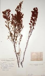 Image result for Erica pleiotricha