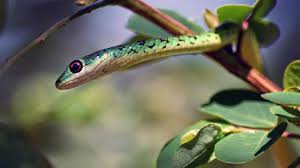 Baik ular kobra, besar, hitam atau ular lainnya. 72 Arti Mimpi Tentang Ular Terbaru Misteri Fakta Dan Fenomena