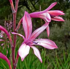 Image result for Watsonia