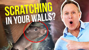 Nov 07, 2020 · scratching. Mice In Attic Scratching Sounds In Walls At Night Youtube