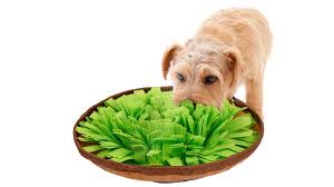 Maybe you would like to learn more about one of these? Dog Supplies You Need According To Vets Cnn