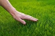 How to Get Greener Grass