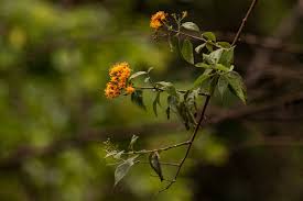 Image result for Distephanus divaricatus