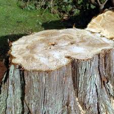 Stump grinding in clear lake, friendswood, league city, pearland and the surrounding area. Aj S Tree Care League City Tree Service Experts
