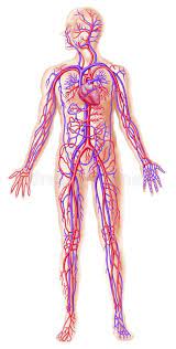 18 Transport System Ideas Human Circulatory System Cardiovascular System Nursing Notes