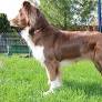australian shepherd from en.wikipedia.org