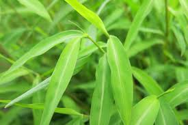 Image result for Microstegium fasciculatum