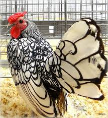 Pin By Elle C On Beautiful Chicken Birds Beautiful Chickens Types Of Chickens Fancy Chickens