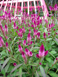 Flamingo Feather Celosia Argentea Var Spicata Plumosa Pflanzen Garten