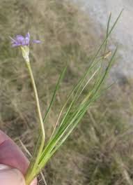 Image result for Asparagus minutiflorus