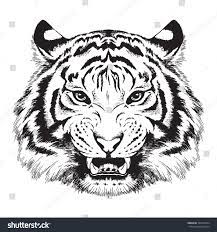 Black And White Vector Sketch Of A Growling Tiger S Facevector White Black Sketch Tiger Face Illustration Tiger Drawing Tiger Face