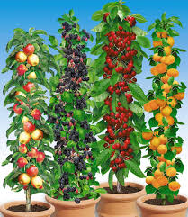 Saulen Obst Raritaten Kollektion 4 Pflanzen Pflanzen Krautergarten Design Garten