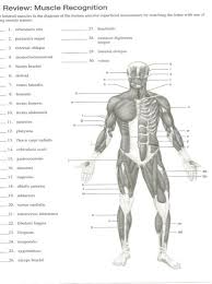 Body muscle diagram and names : Review Muscle Recognition Lettered Muscles In The Chegg Com