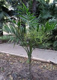 Image result for Chamaedorea elegans