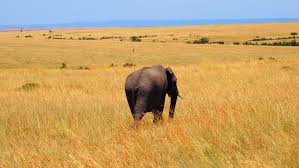 417.827 comentarios sobre información turismo, dónde comer y alojarse por viajeros que han estado allí. Kenia Tourist Info Und Reiseratgeber