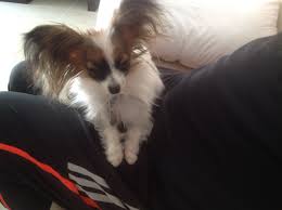 We offer pet transportation for many locations. Lola Relaxing In Her New Home In Saudi Arabia Pet Shipping And Transport Airvets Pet Relocation 972 591 1342 Pe Pet Relocation Pet Transport Pet Shipping