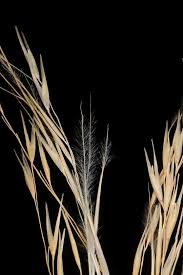 Image result for Stipagrostis