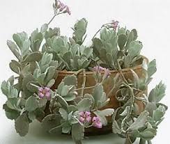 Kalanchoe Pumila O Brevicaulis Riego Regular En Verano Dejando Secar Entre Riego Y Riego Y Muy Reducidos Plantas Suculentas Informacion De Plantas Plantas