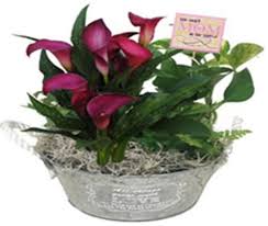 All you need to do is to remove your calla lily from its original pot and move it to the larger one. Qfc Potted Calla Lily In Mother S Day Pot 1 Ct