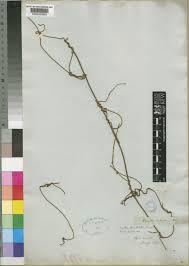 Image result for Cassytha pondoensis