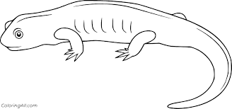 But apart from that there are still other differences. Salamander Coloring Pages Coloringall