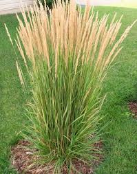 Die Schilf Pflanze Gibt Es Auch Fur Den Innenbereich Garten Garten Pflanzen Graser Im Garten