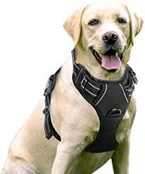 Best Front Leg Amputee Dog Harness Of 2019 Top Rated
