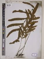 Image result for Grammitis