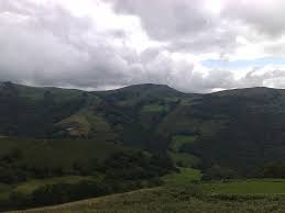 Image result for Hilleria