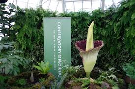 Check spelling or type a new query. Smelly Corpse Flower In Bloom At The Conservatory Of Flowers In San Francisco
