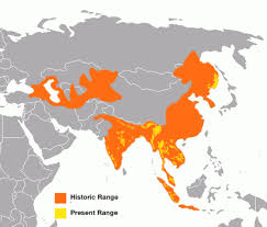 Background Tiger Population Decline