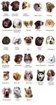 Dog Breeds | List of Dog Breeds A-Z, Pictures, Profiles