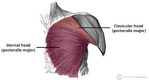 Best way to build the upper chest & build upper pecs. Muscles Of The Pectoral Region Major Minor Teachmeanatomy