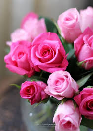 Pink Roses Hybridtearoses Hybrid Tea Roses Hybrid Tea Roses Garden Pink Rose Pictures