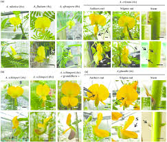 Image result for Aeschynomene elaphroxylon